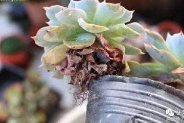 多肉黑腐是被我们忽略的细节造成的