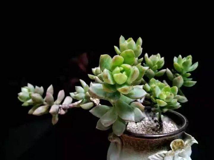 多肉过冬 又冻又病 教你几招 多肉美美过冬天
