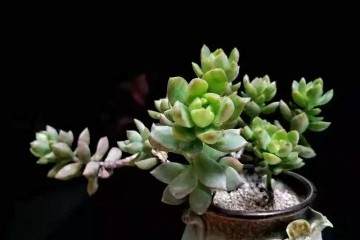 多肉过冬 又冻又病 教你几招 多肉美美过冬天
