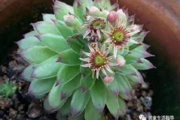 多肉观音莲叶片饱满 紧凑 不烂根