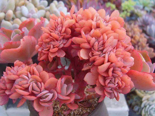 多肉冬眠要不要浇水?如何浇才正确?