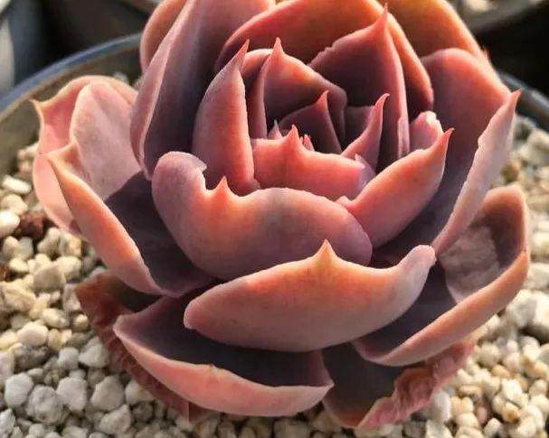 多肉植物的冬季防寒方案