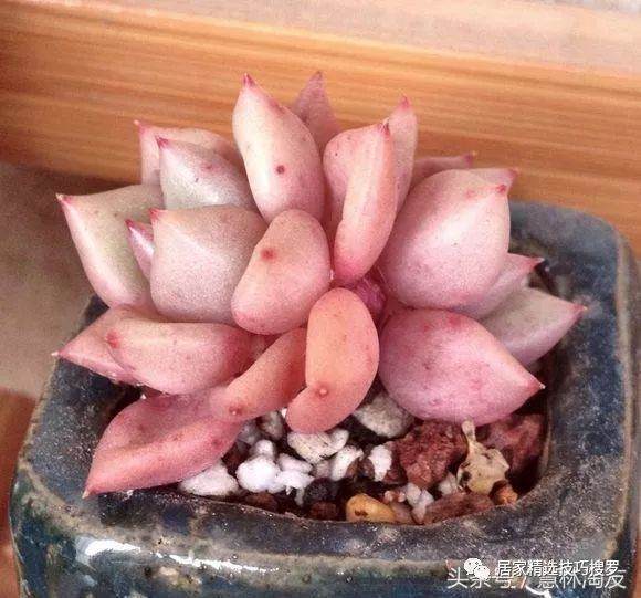 多肉想要长得掐出水 赶紧浇水