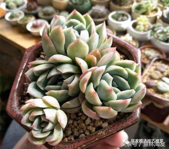多肉想要长得掐出水 赶紧浇水