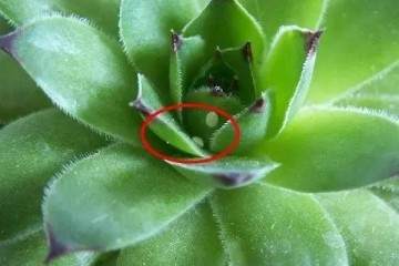 安利一些好养活的多肉 图片