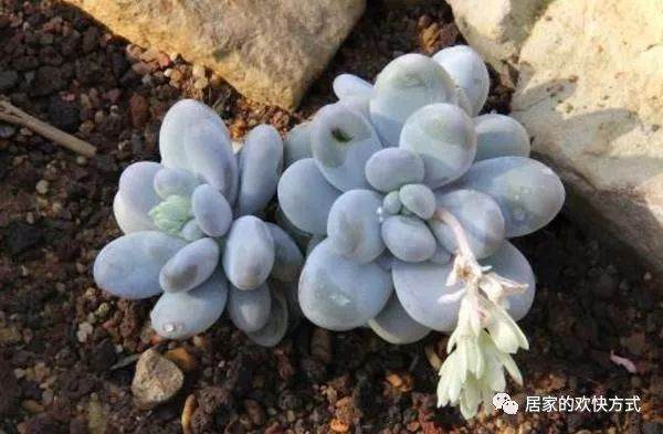 造成多肉死亡的6大罪状