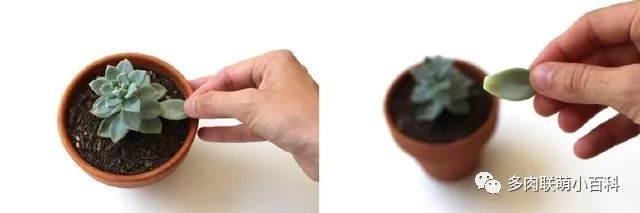 图解 多肉植物怎么繁殖的方法