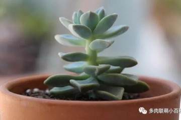 图解 多肉植物怎么繁殖的方法