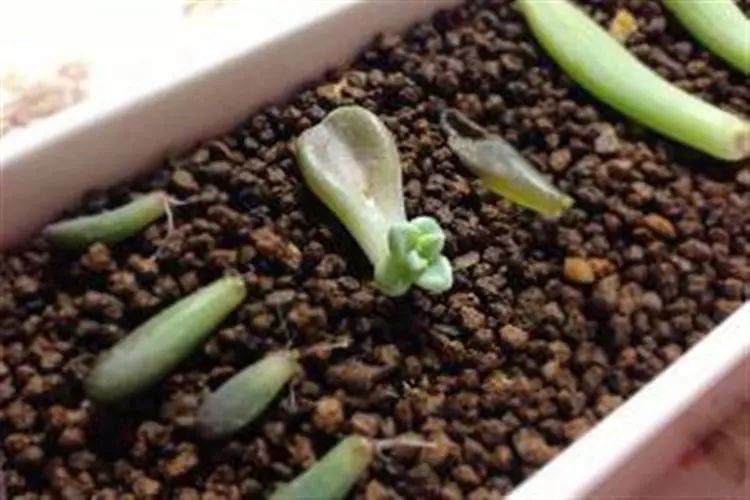 多肉植物叶插发芽后如何提高多肉成活率