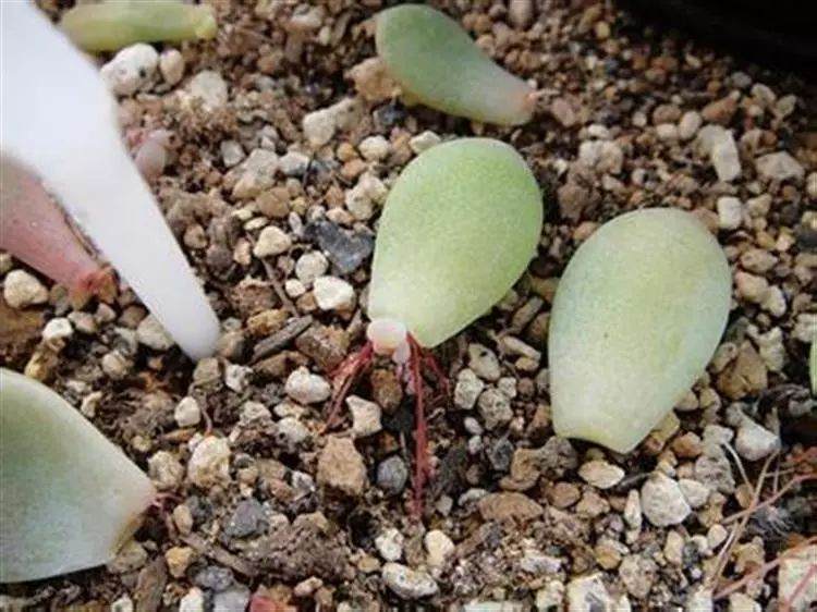 多肉植物叶插发芽后如何提高多肉成活率