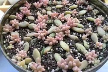 多肉植物叶插发芽后如何提高多肉成活率