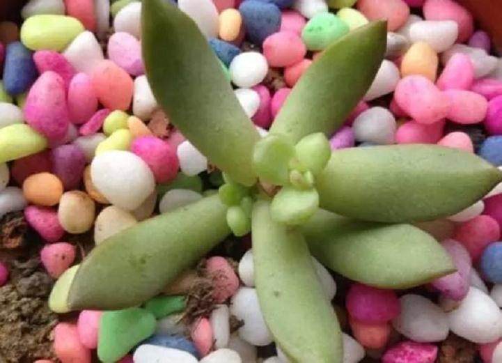 多肉植物修剪后的扦插繁殖