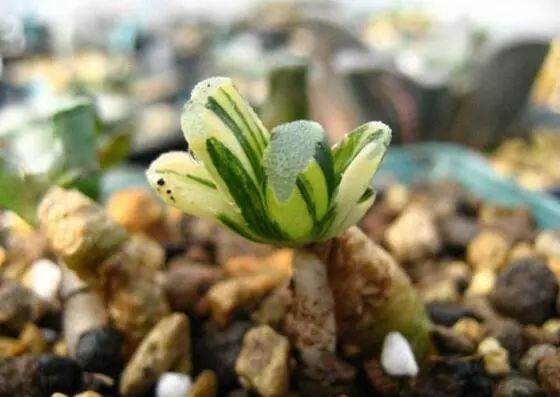 让多肉群生爆盆的六大修剪技巧!