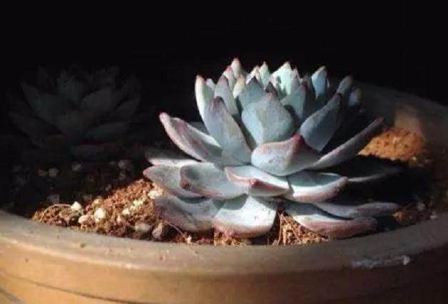 多肉植物多久养成老桩?