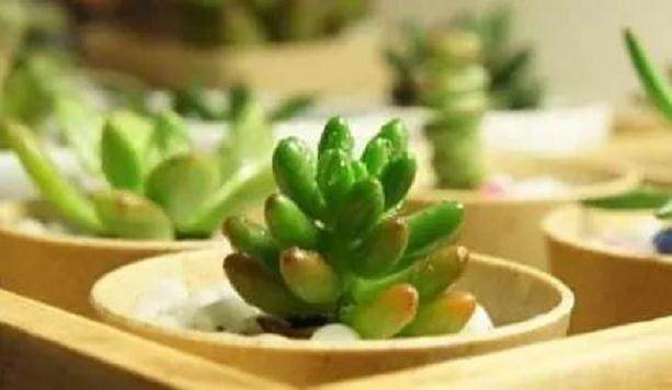 容易养出多肉老桩的品种 有哪些？