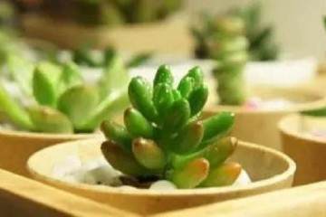 容易养出多肉老桩的品种 有哪些