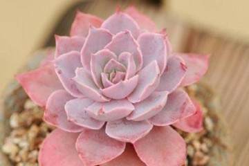 多肉植物的专业术语集锦 图片