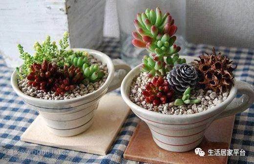 多肉植物的栽培要求 有这5点