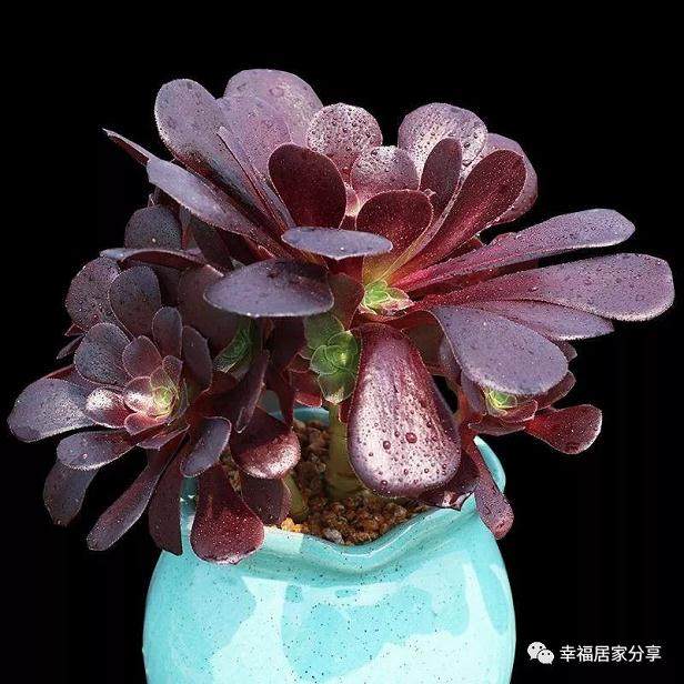 多肉植物里面 欧紫是法师系列中的佼佼者