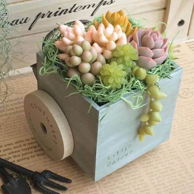 多肉植物冬季怎么浇水法则 图片