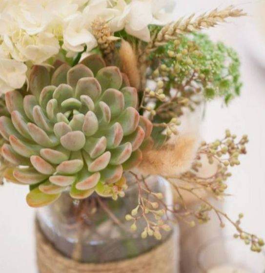 冬季多肉生根太难？教你3招极速生根！