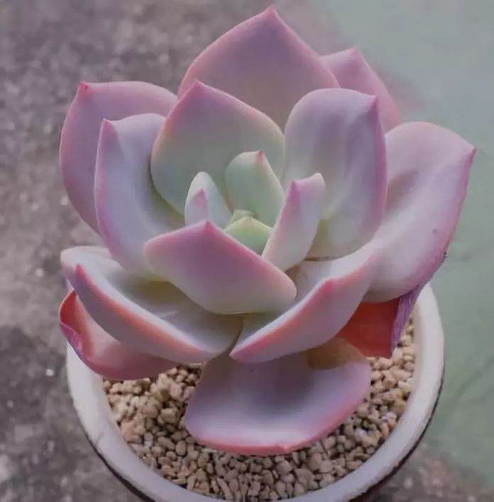 冬季多肉生根太难 教你3招极速生根