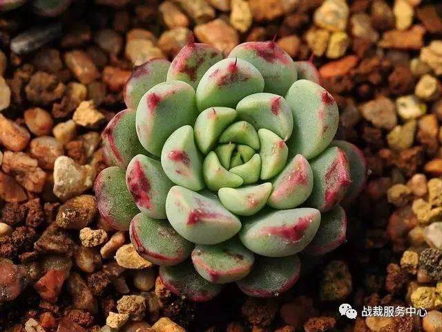 多肉防寒抗冻的8个要点