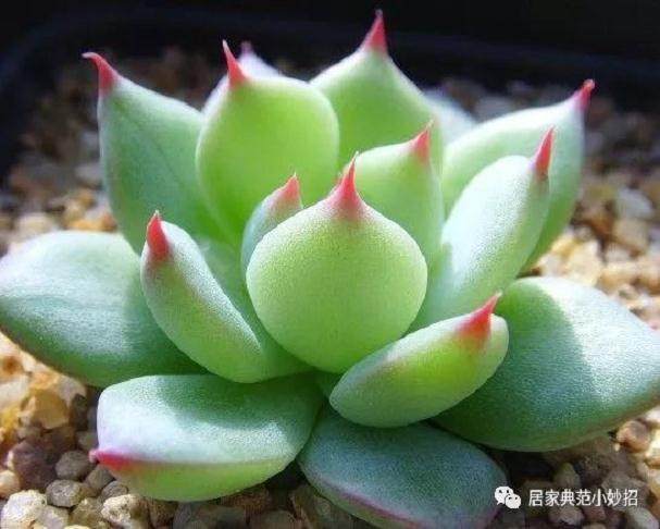 多肉植物——吉娃娃 养殖注意这些细节!