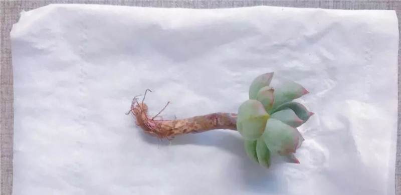 图解多肉格林怎么换盆的准备工作 图片