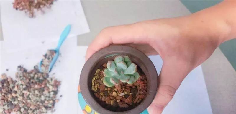 图解多肉格林怎么换盆的准备工作 图片