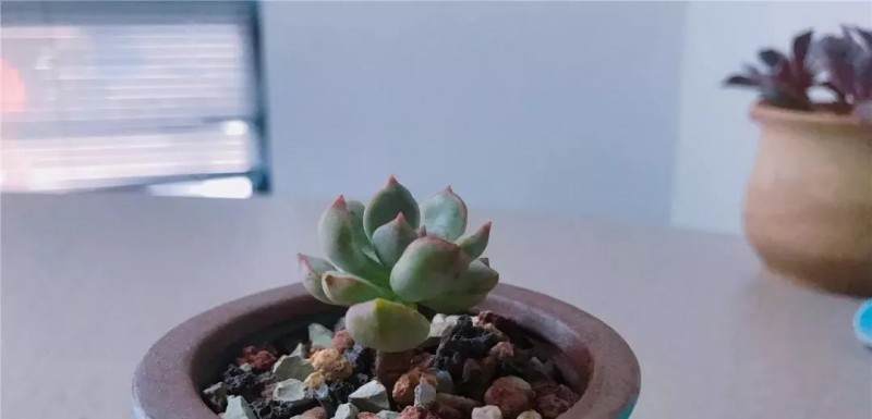 图解多肉格林怎么换盆的准备工作 图片