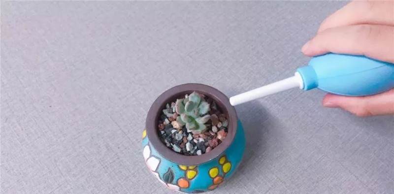 图解多肉格林怎么换盆的准备工作 图片