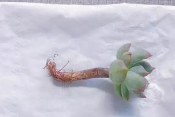 图解多肉格林怎么换盆的准备工作 图片