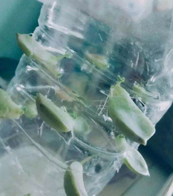 不要愁多肉扦插生不了根啦 用这6种方法生根