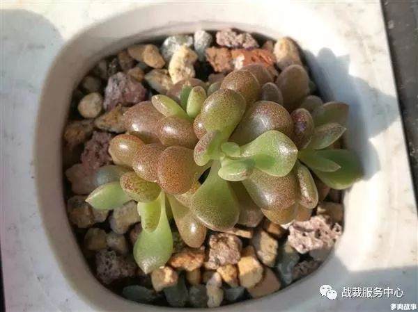 塑料袋套住多肉到底能不能防寒 图片