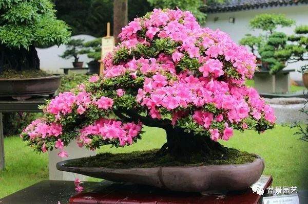 盆景浇水入门篇，这些浇水术语你会吗？