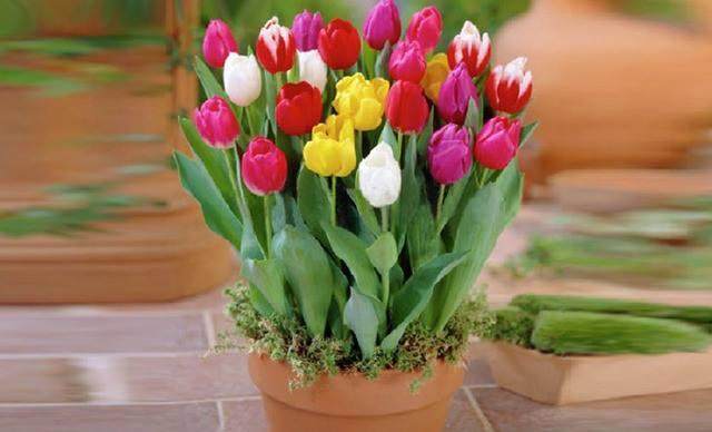 郁金香盆景的养殖方法