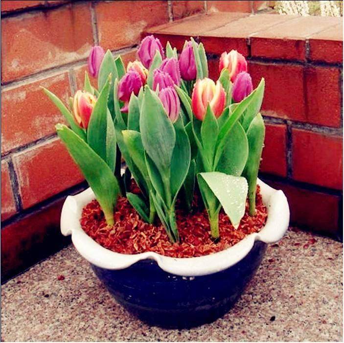 郁金香的常见病虫害防治