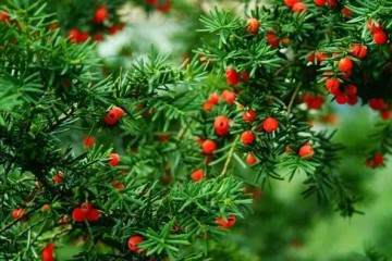 红豆杉盆景对于土壤没有什么特别的要求