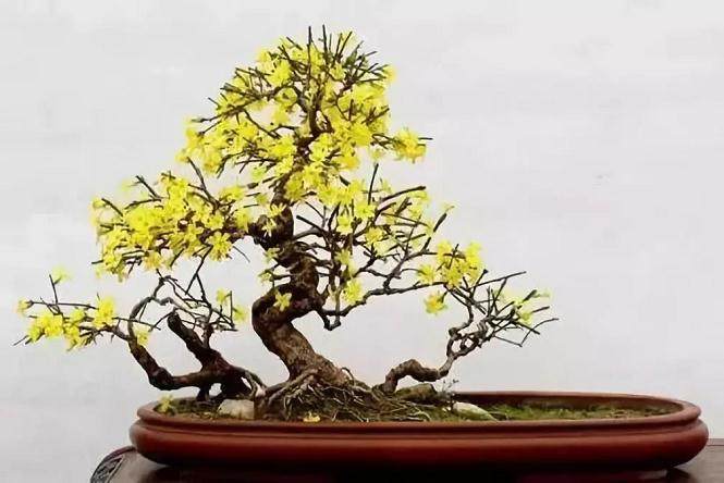 迎春花盆景的造型以及修剪注意事项