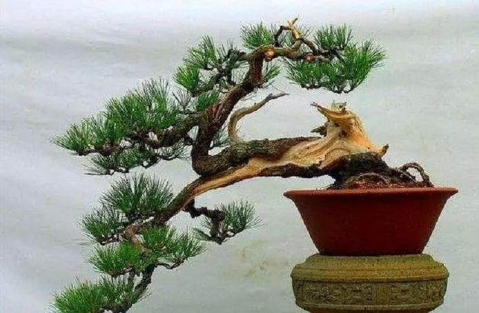 五针松盆景的修剪及换盆