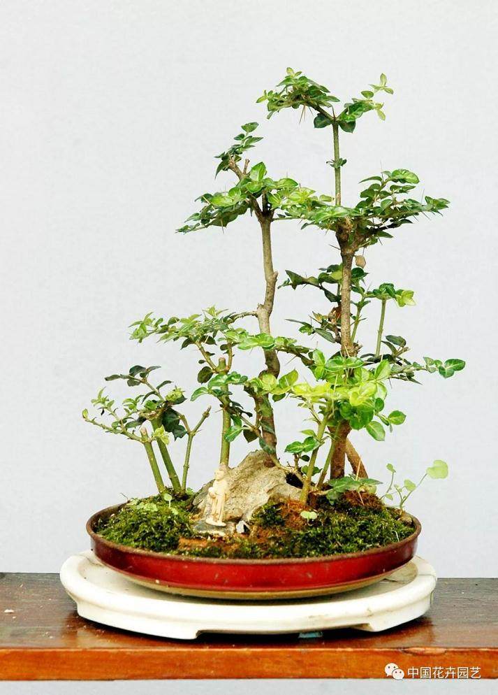 虎刺盆景的素材来源