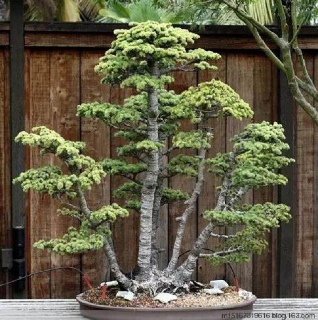 虎刺盆景的造型与养护