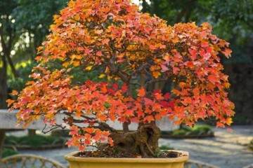 三角枫盆景的养护方法
