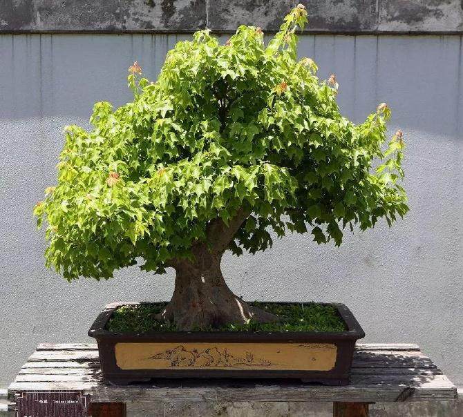 三角枫盆景务必要注意上盆时间
