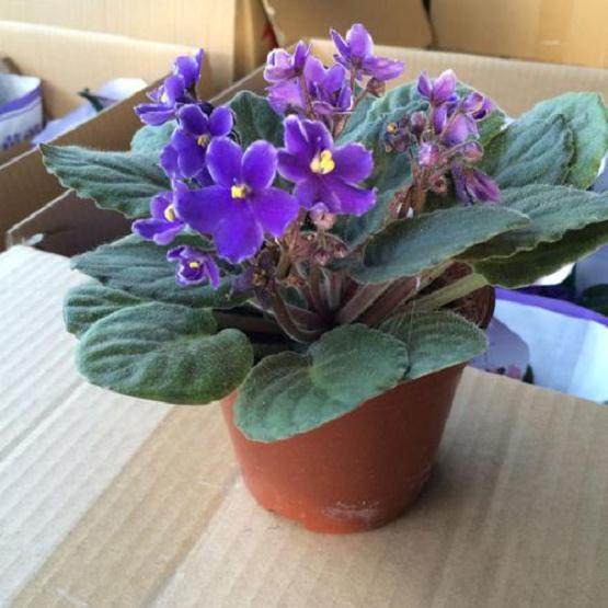 紫罗兰盆景的秋季播种繁殖