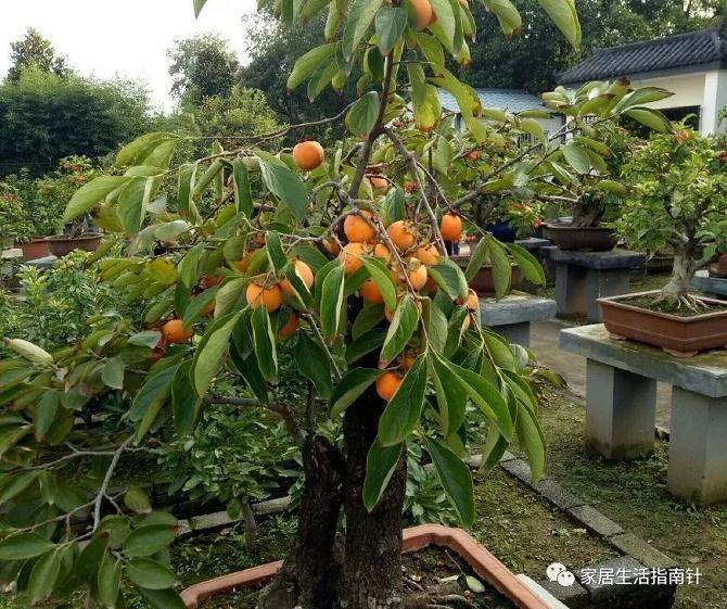 制作柿树盆景的4个步骤