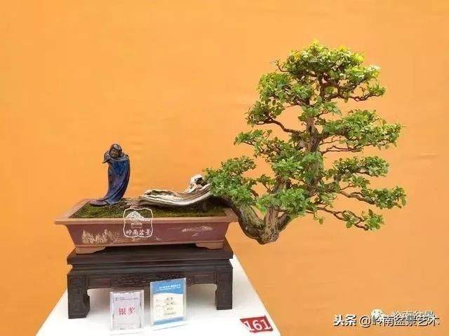 怎样才能制作出好的盆景?