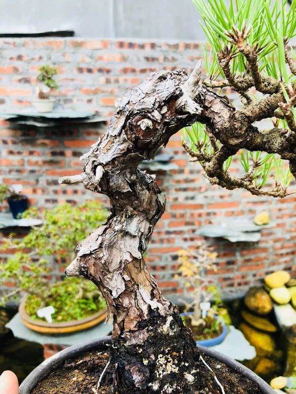 如何把松树盆景养成爆皮松树?