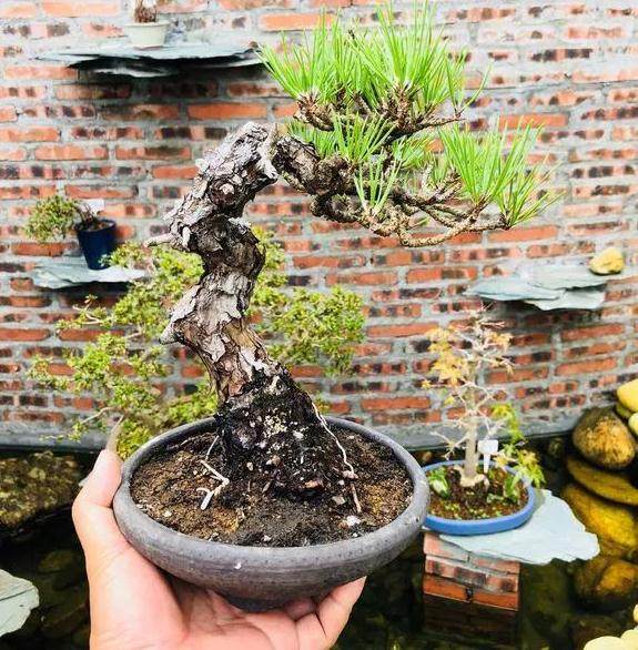 如何把松树盆景养成爆皮松树?